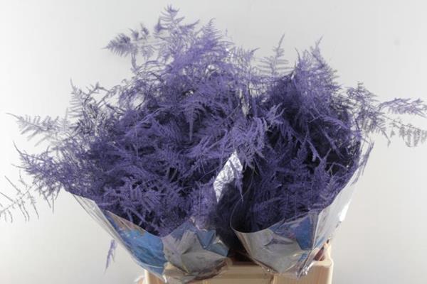 <h4>Asp Extra Veer Paars</h4>