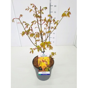 Acer palmatum Summer Gold
