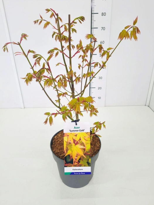 <h4>Acer palmatum Summer Gold</h4>