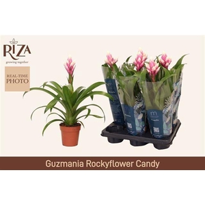 GUZM CANDY