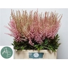 Astilbe Erika Roze
