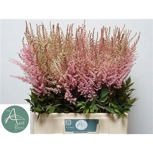 Astilbe Arendsii Grp 'Erika'