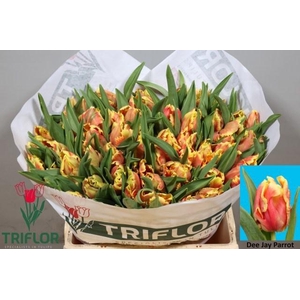 TU PA DEE JAY PARROT