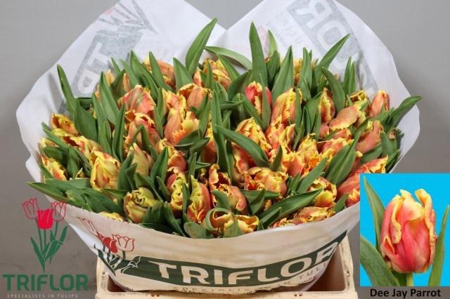 <h4>TU PA DEE JAY PARROT</h4>