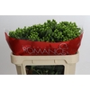 Hypericum Jungle Romance Spray
