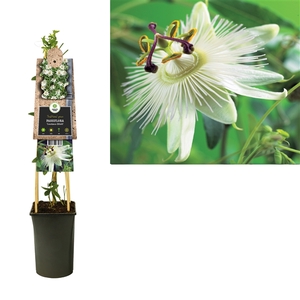 Passiflora 'Constance Elliott' +3.0 label