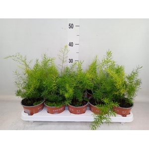 Asparagus dens. 'Sprengeri'