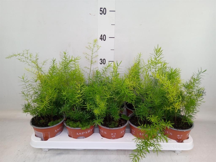 <h4>Asparagus dens. 'Sprengeri'</h4>