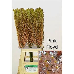 Eremurus Pink Floyd