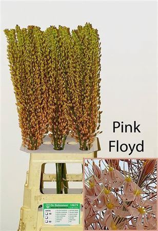 <h4>Eremurus Pink Floyd</h4>