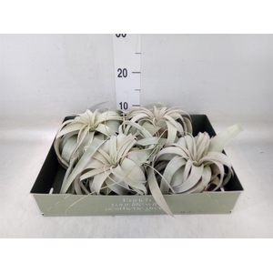 Tillandsia xerographica