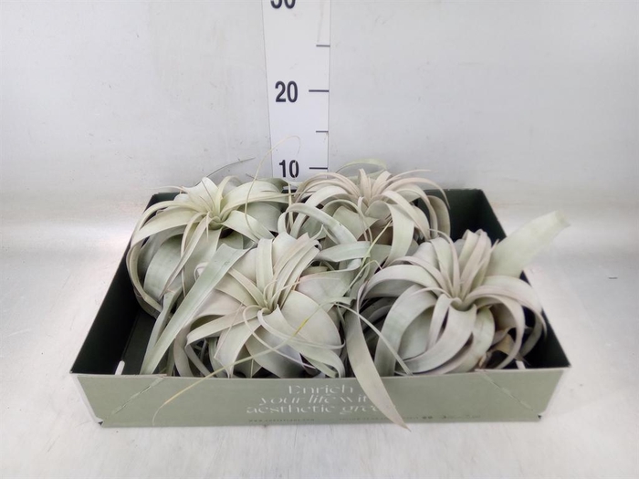 <h4>Tillandsia xerographica</h4>