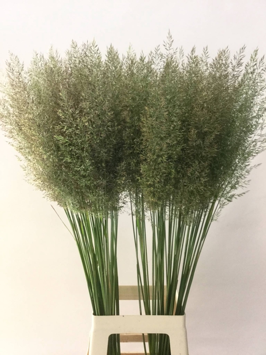 CALAMAGROSTIS BRACHY