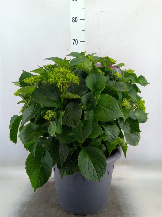 <h4>Hydrangea mac. 'Hi Fire'</h4>