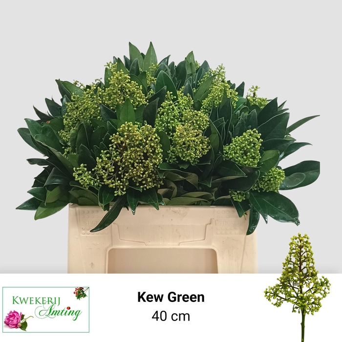 <h4>SKIM C KEW GREEN BS</h4>