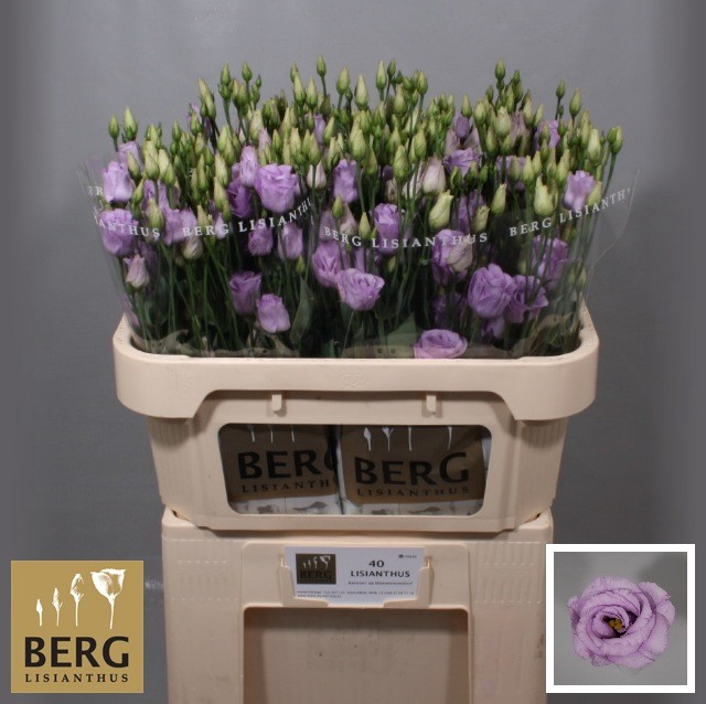 <h4>Lisianthus Rosita Lavendel</h4>