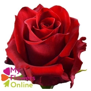 R Gr Explorer Red 50cm EC