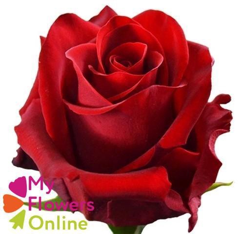 <h4>R Gr Explorer Red 50cm EC</h4>