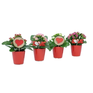 Kalanchoe 6 cm in rode sierpot met love bijsteker