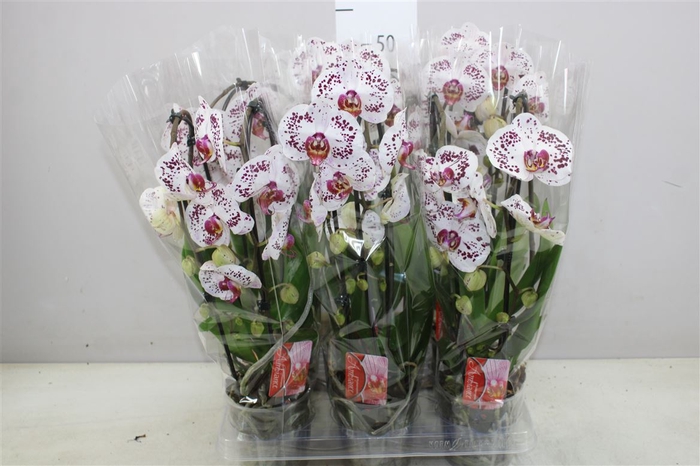 Phal Cascade Special 2 Tak