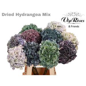 DRIED HYDRANGEA MIX