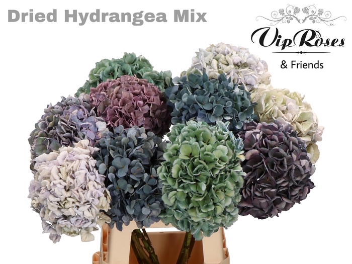 DRIED HYDRANGEA MIX