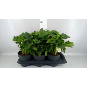 Philodendron   ...