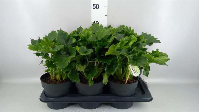 <h4>Philodendron   ...</h4>