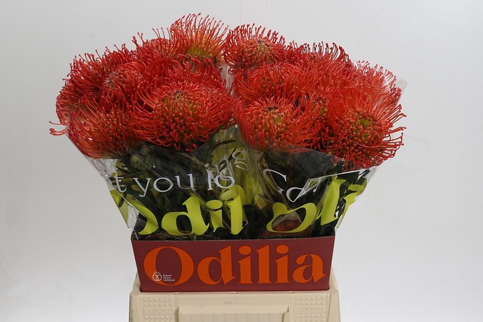 <h4>Nutans Succession</h4>