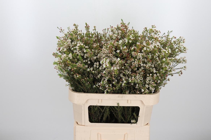 <h4>Chame Blondie</h4>