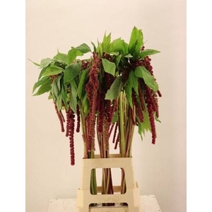 Amaranthus Hang Rosary Clover