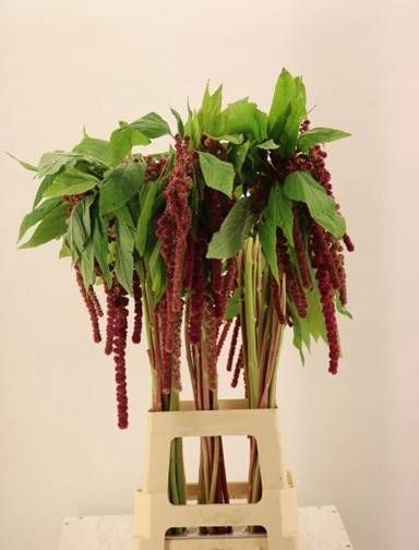 <h4>Amaranthus Hang Rosary Clover</h4>