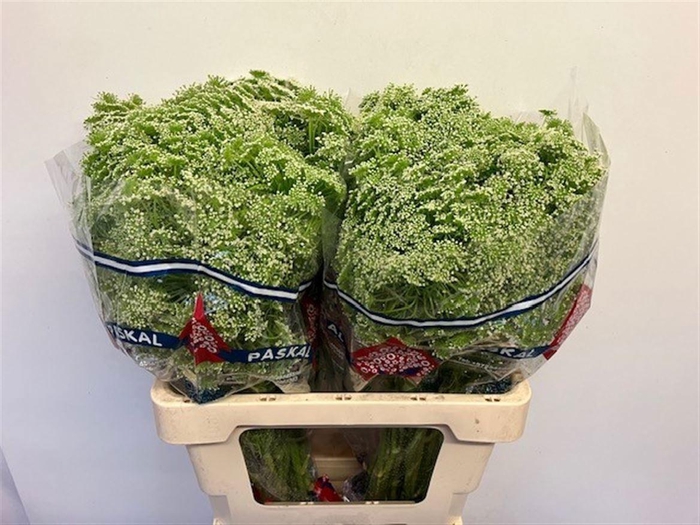 <h4>AMMI VIS CASABLANCA</h4>