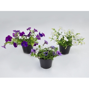 PETUNIA P15