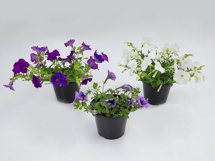 <h4>PETUNIA P15</h4>