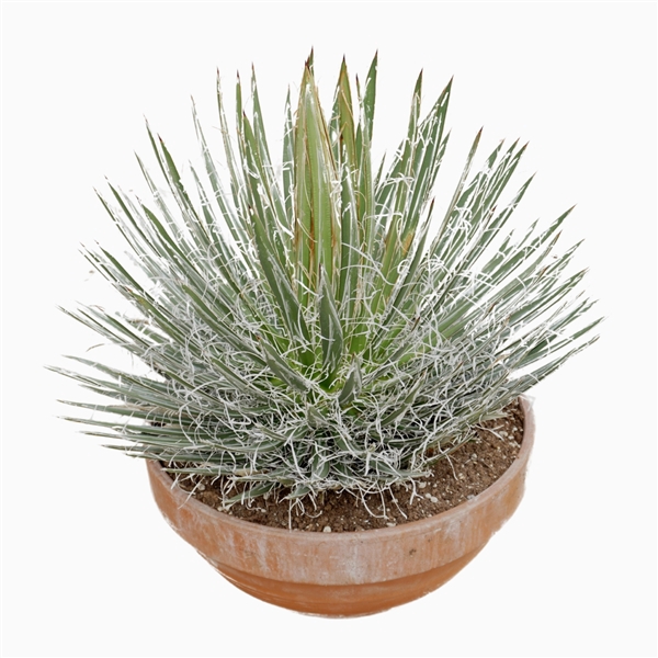 <h4>Agave filifera 45 cm</h4>