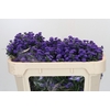 Aster Baby Parade