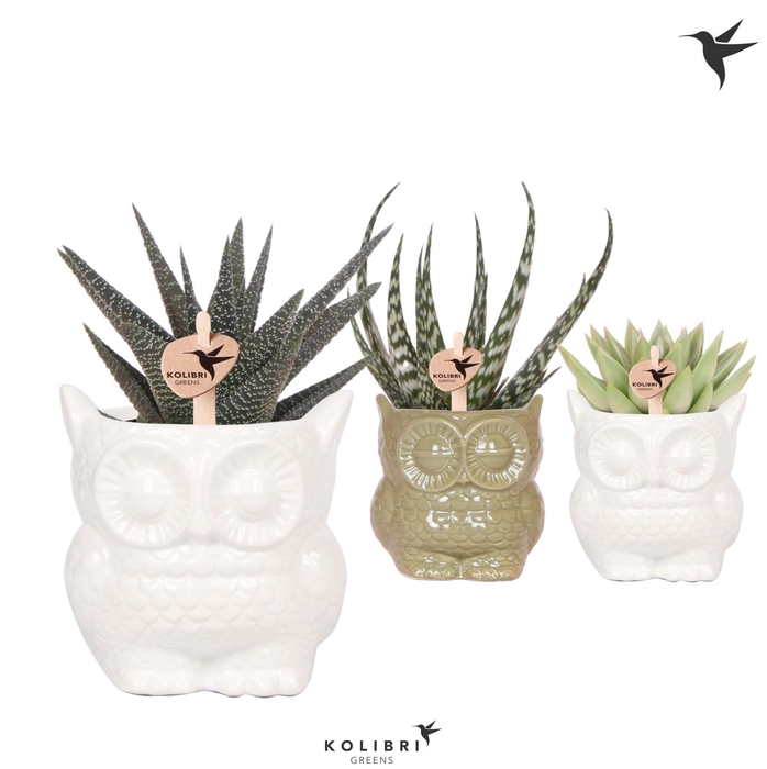 <h4>Kolibri Greens Succulenten mix in Owl pot mix</h4>