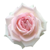 R Gr Ragazza Bicolor 50cm EC