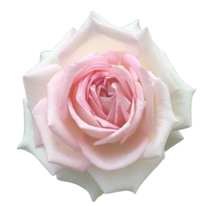R Gr Ragazza Bicolor 50cm EC
