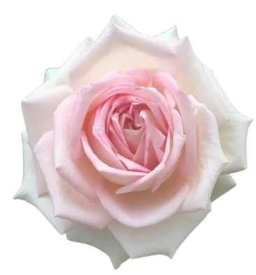 R Gr Ragazza Bicolor 50cm EC