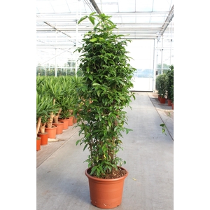 Dracaena Surculosa