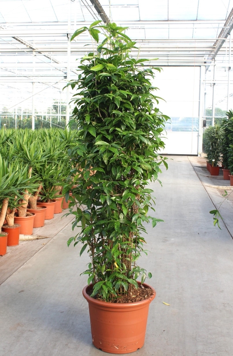 <h4>Dracaena Surculosa</h4>