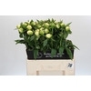 Paeonia Duchesse De Nemours
