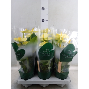 Anthurium andr. 'Vanilla'