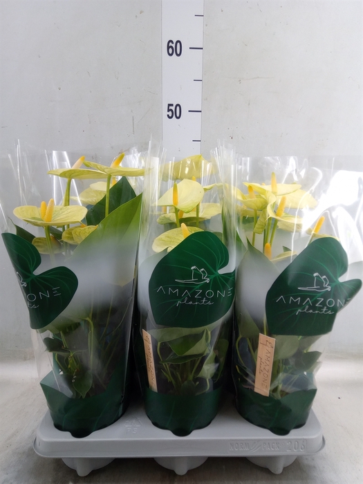<h4>Anthurium andr. 'Vanilla'</h4>