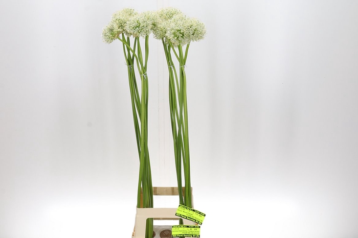 <h4>Allium Mount Everest 110</h4>