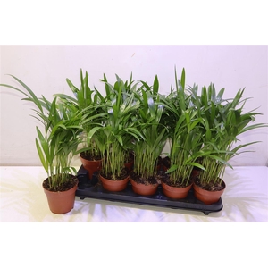 arr8 Dypsis Lutescens