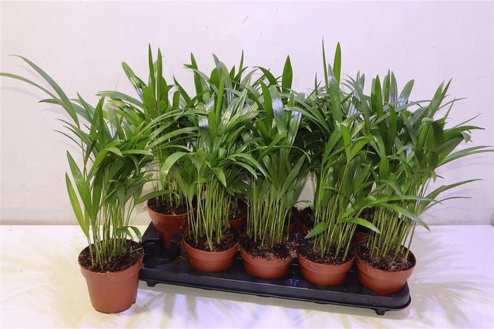 <h4>arr8 Dypsis Lutescens</h4>