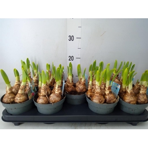 Narcissus DU 'Peach Swirl'